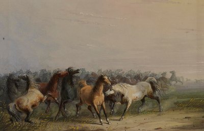 Wild Horses by Alfred Jacob Miller