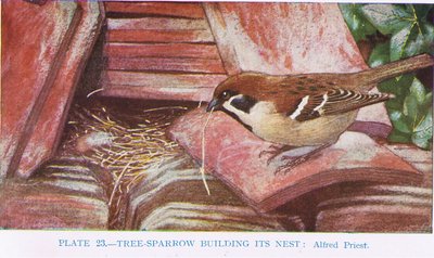 Tree-Sparrow Building Its Nest, Illustration from British Birds by Kirkman and Jourdain by Alfred Priest