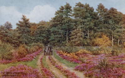 Pine trees and heather near Brockenhurst by Alfred Robert Quinton