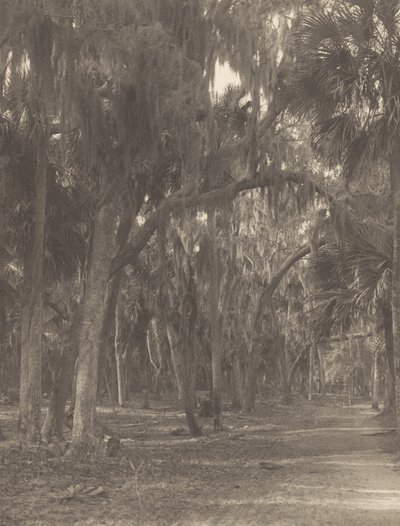 At Rockledge, Florida by Alfred Stieglitz