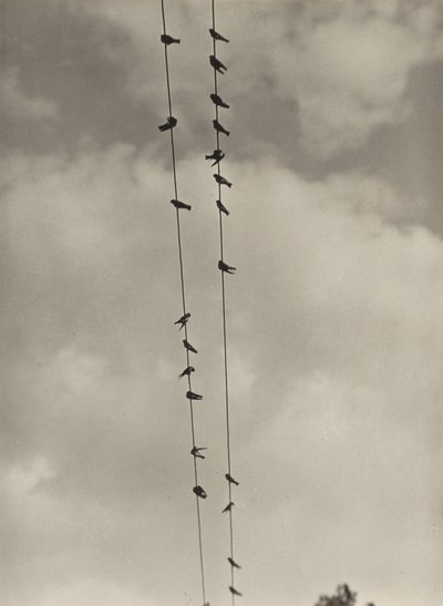 Birds by Alfred Stieglitz