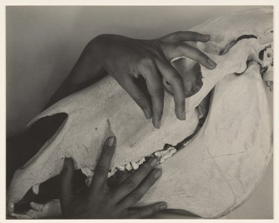 Hands and Horse Skull by Alfred Stieglitz