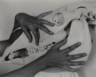 Hands and Horse Skull by Alfred Stieglitz