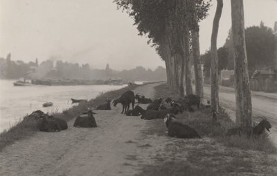 Goats outside Paris by Alfred Stieglitz