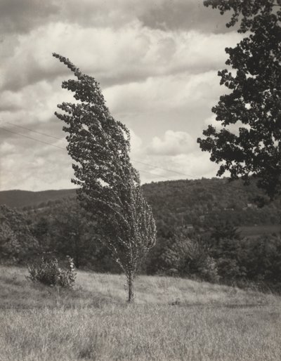 Poplar—Lake George by Alfred Stieglitz