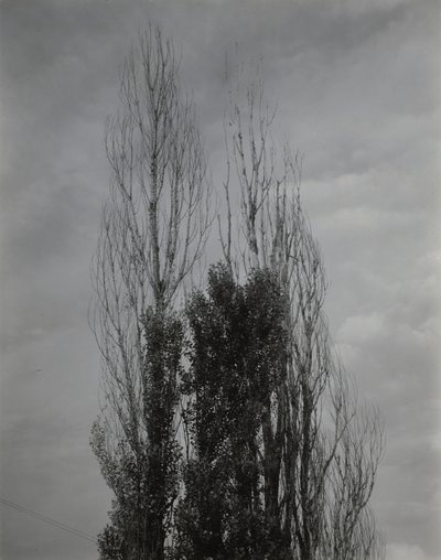 Poplars—Lake George by Alfred Stieglitz