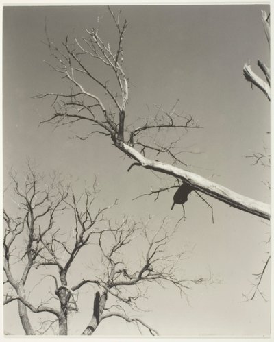 The Dying Chestnut Tree—My Teacher by Alfred Stieglitz