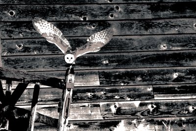Airborne, from the series Barn Owl, 2018 by Alice Gur-Arie