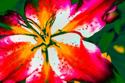 California Lily, 2016 by Alice Gur-Arie