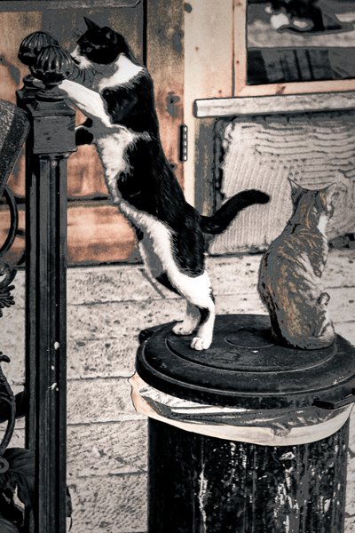 Curiosity, 2017 by Alice Gur-Arie