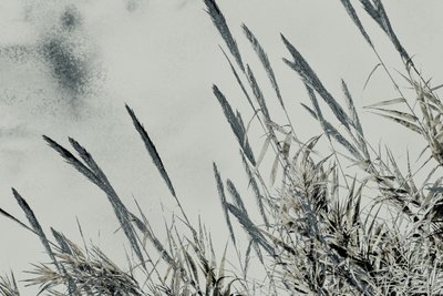 Harvest, 2017 by Alice Gur-Arie