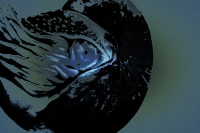 Nautilus by Alice Gur-Arie