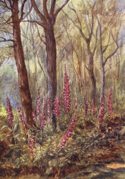 New Forest: Foxgloves in 