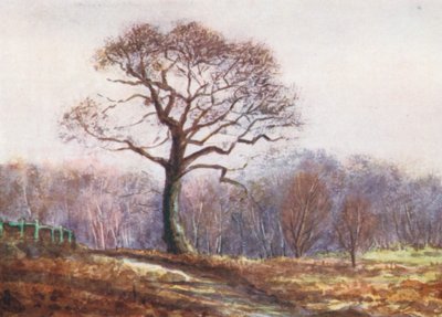 New Forest: Looking Down Butts Lawn, Christmas Eve by Alice Julia Argles