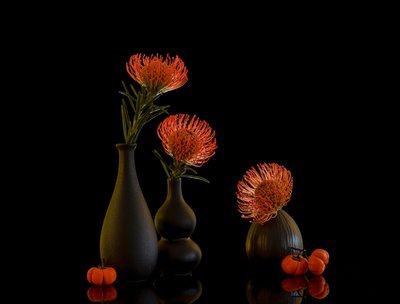 Autumn Protea Still Life by Alice Sheng