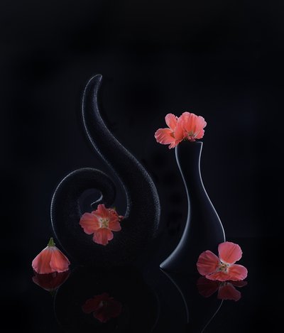 Coral Blooms on Black by Alice Sheng