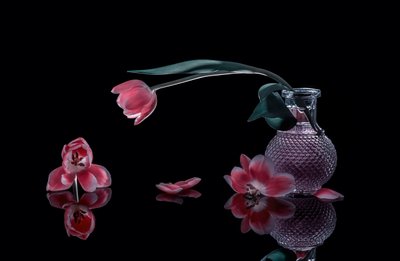 Elegant Pink Tulips by Alice Sheng