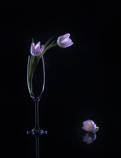 Elegant Purple Tulips by Alice Sheng