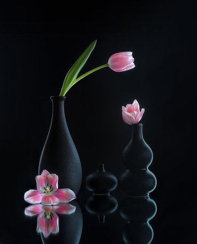 Elegant Tulip Reflections by Alice Sheng