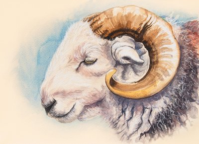 A Herdwick Ram by Alison Cooper