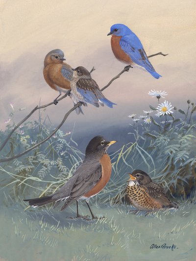 Bluebird, Robin by Allan Brooks