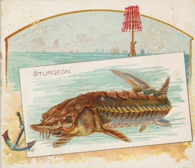 Sturgeon, from Fish from American Waters Series N39 for Allen & Ginter Cigarettes, 1889 by Allen and Ginter