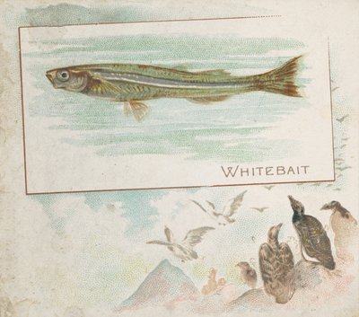 Whitebait, from Fish from American Waters Series N39 for Allen & Ginter Cigarettes, 1889 by Allen and Ginter