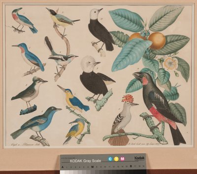 Hummingbirds with a guava-apple branch by Aloys Zötl