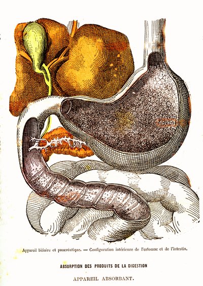 Biliary and Pancreatic System - Normal Life & Health by J. Rengade. Drawing by A. Demarle 1881 by Alphonse Demarle