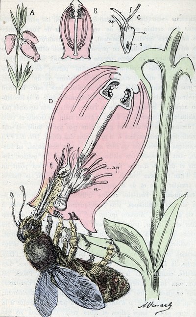 Pollination: a bee foraging flowers of ash heather by Alphonse Demarle