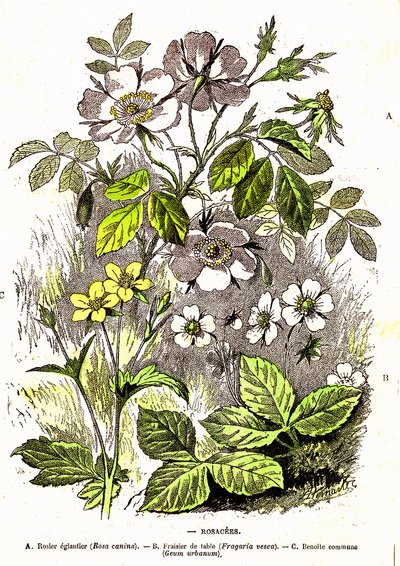 Rosacees. Drawing by A. Demarle. 1885 by Alphonse Demarle