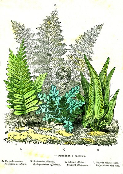 Sling Fougeres: Natural Creation and Living Beings. Drawing by A. Demarle 1885 by Alphonse Demarle