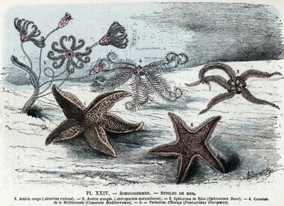 Zoological board; echinoderm, sea stars (asteries, ophiocoma, comatum and pentacrine) Engraving from 