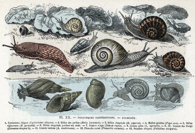 Zoological chart; gasteropods molluscs, lungs (cyclostoma, helice of gardens and sorrow, red slug, grey slug, limnee, planorb, paludine...) Engraving from 