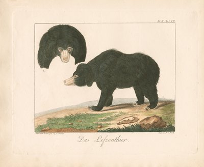 Malayan Sun Bear by Ambrosius Gabler