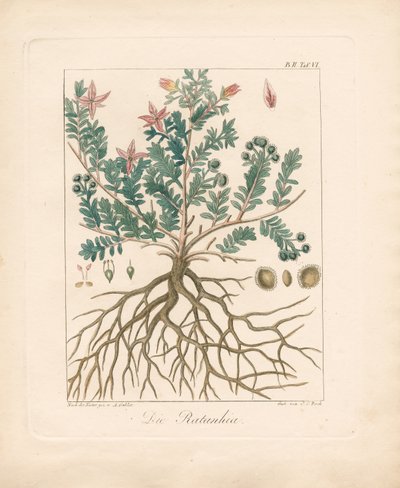 The Alder Buckthorn by Ambrosius Gabler
