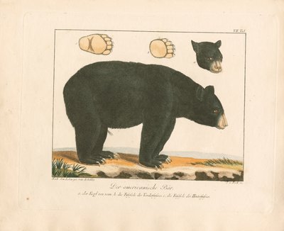 The American Bear by Ambrosius Gabler