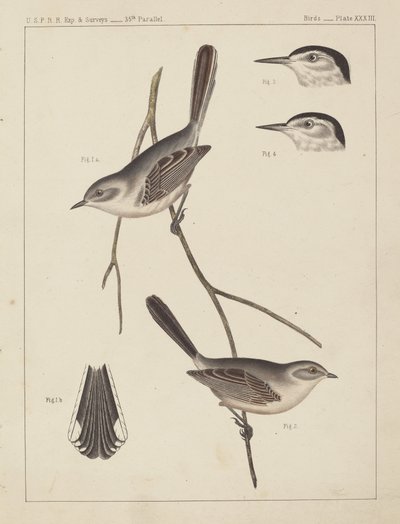 Birds - U.S.P.R.R. Exp. & Surveys, 35th Parallel by American 19th Century