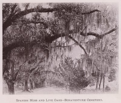 Spanish Moss and Live Oaks, Bonaventure Cemetery by American Photographer (after)