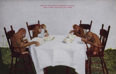 Educated orangutans dining, New York Zoological Park by American Photographer