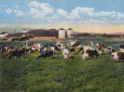 H R Timm Dairy, Dixon, California by American Photographer