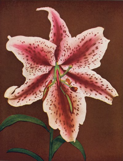 Lilies: Lilium Auratum, Crimson Queen by American Photographer