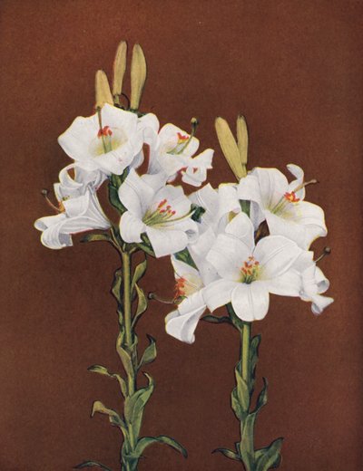 Lilies: Lilium Candidum by American Photographer
