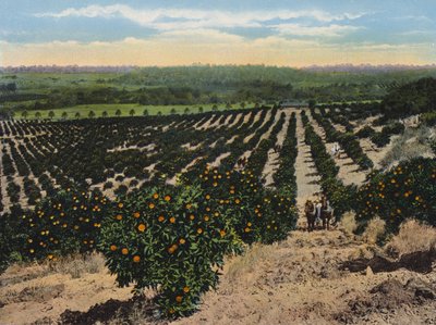 Orange Grove near Colfax, California by American Photographer