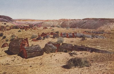 Petrified Forest, Arizona by American Photographer