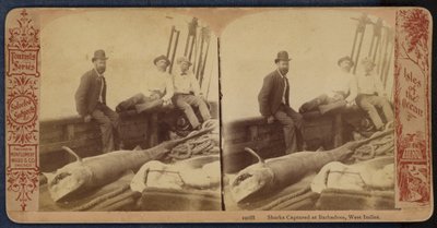 Sharks Captured at Barbados, West Indies by American Photographer