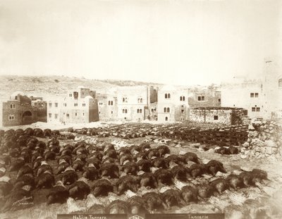 Tannery at Hebron with hides laid out in the foreground, 1898-1911 by American Photographer