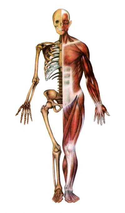 Anatomical Print of the Human Skeleton and Muscles by American School