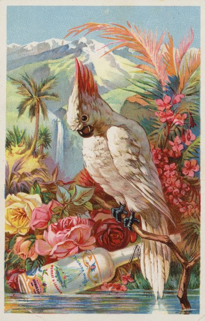 Macaw Perched with Bottle by American School