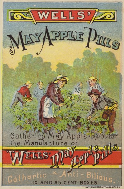 Picking May Apple Roots by American School
